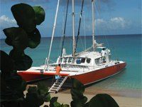 Private snorkelling excursions in Barbados with the famous sea turtles.
